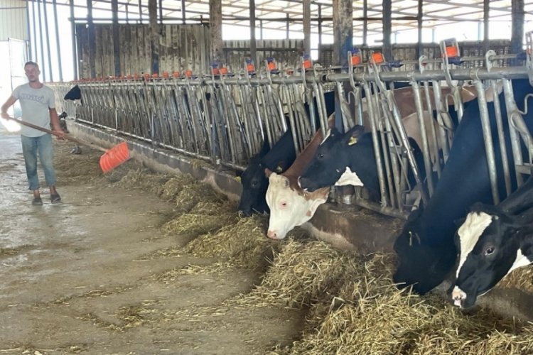 Süt üreticilerinden 'yem dayatması'na tepki
