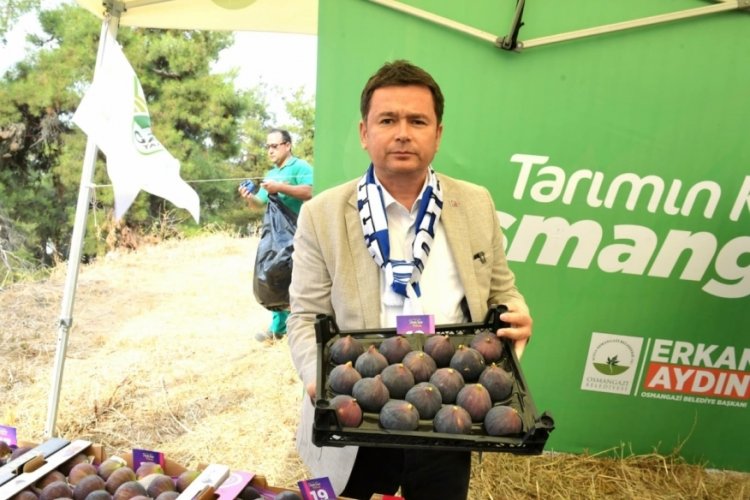 Bursa'nın dünyaca ünlü siyah incirleri Osmangazi'de yarıştı!