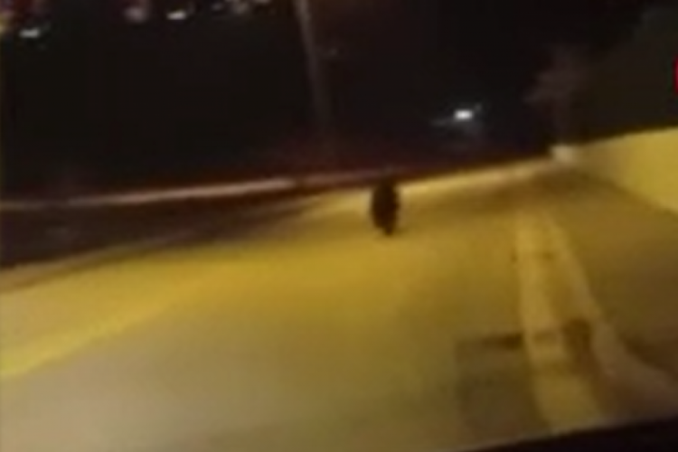 Ankara'da sokakta gezen ayı görüntülendi!