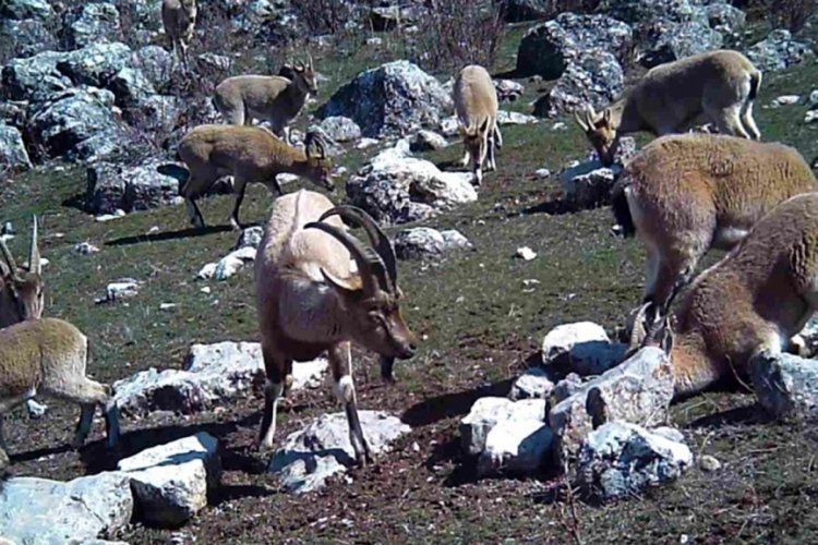 Yaban keçisi sürüsü fotokapanla görüntülendi