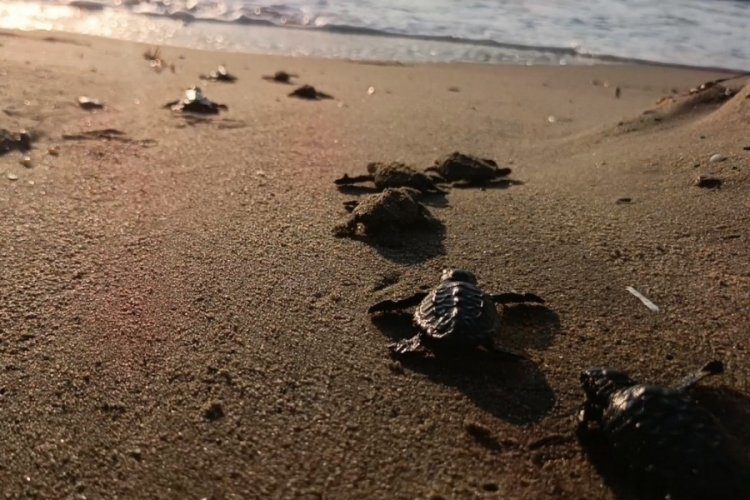 Caretta carettalar denizle buluştu