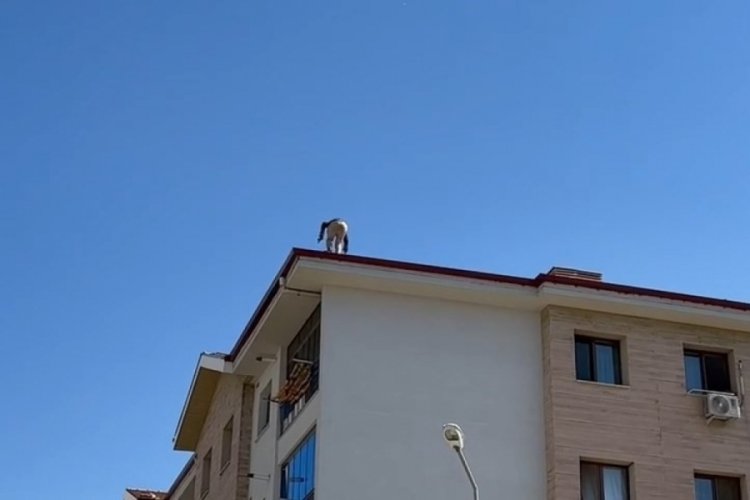 Çatıda tehlikeli çalışma