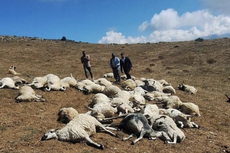 Sürüye yıldırım düştü: 58 koyun telef oldu