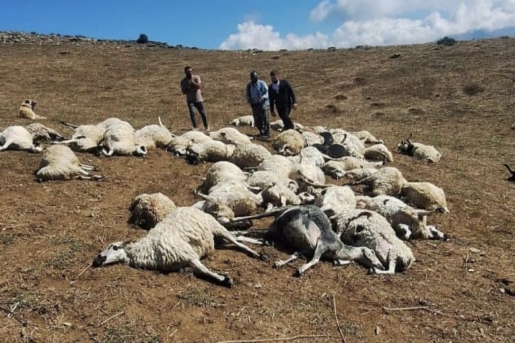 Sürüye yıldırım düştü: 58 koyun telef oldu