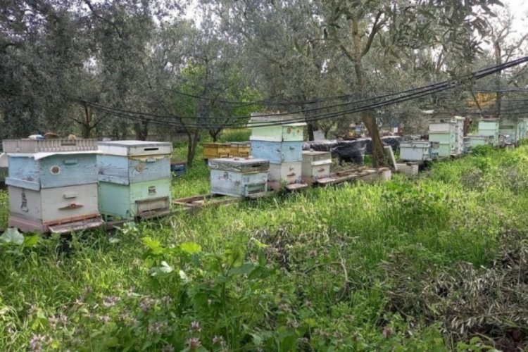 Bursa'da arı kovanı sayımları başladı! Desteklemeler için tek tek kontrol edilecek...