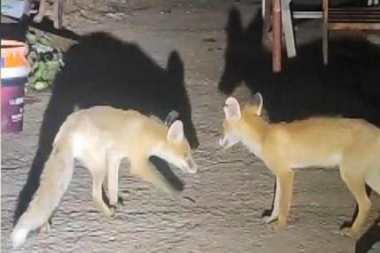 İki tilki akşamları bu evin misafiri
