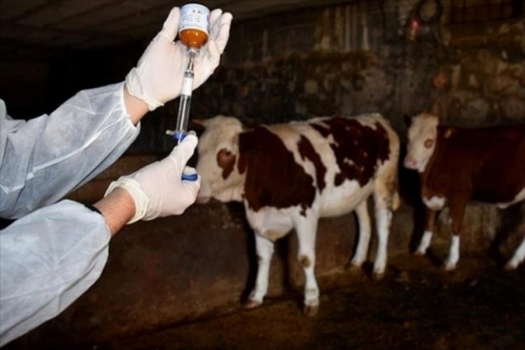 Şap hastalığının yeni serotipine karşı 15 milyon doz aşı sahaya indirildi