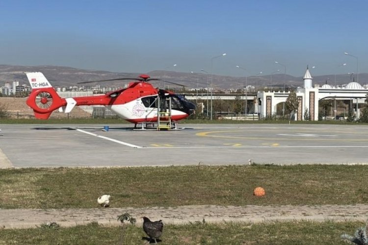 Kaybolan hayvanlarını arıyordu, ayı saldırdı...