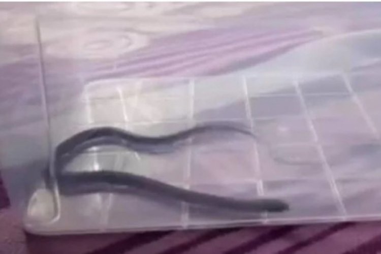 Dördüncü katta çocuk odasından yılan çıktı