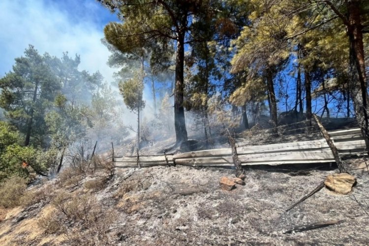 Adana'da orman yangını çıktı