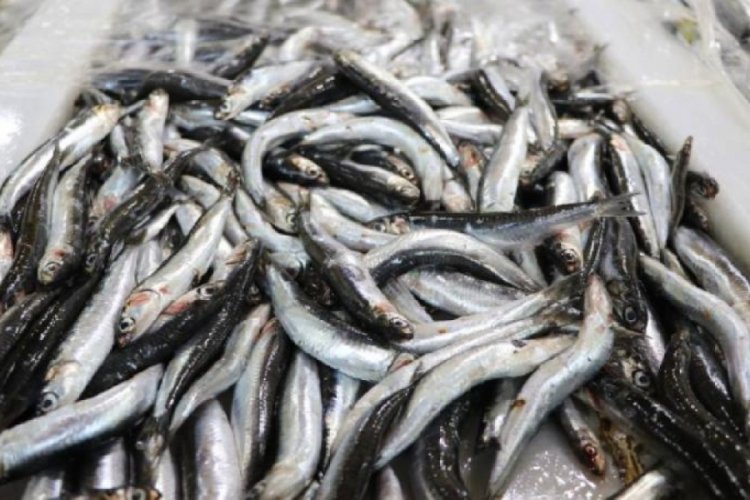 Hamsi ihracatından 8 ayda 9,9 milyon dolar gelir