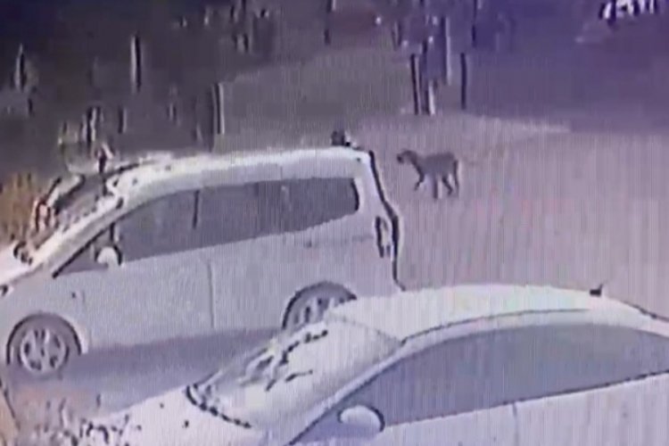 3 yaşındaki çocuğu köpekler kovaladı 