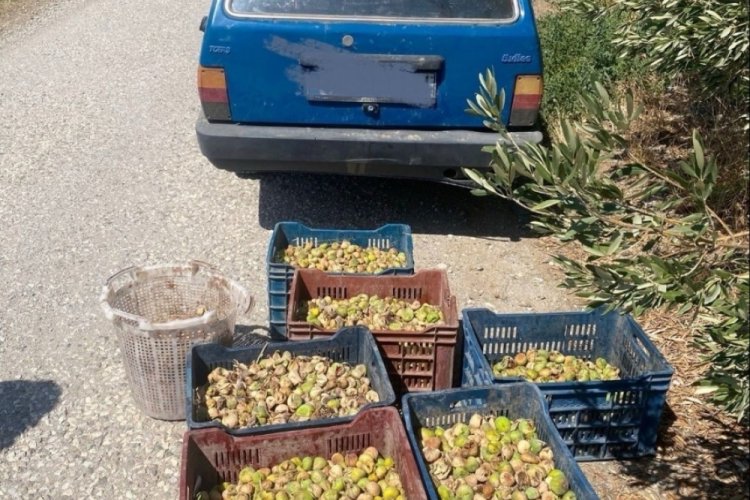 Jandarma'dan incir hırsızlarına suçüstü 