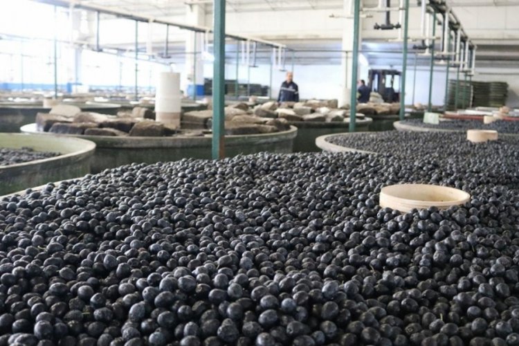 Marmarabirlik'te rekolte beyanı d&ouml;nemi başladı