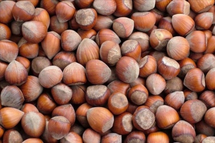 Fındık fiyatı ne kadar? Fındık kaç TL? (17 Eylül 2025)