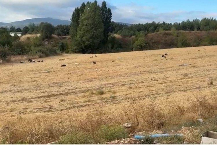 Bilecik'te başıboş köpek sorunu: Çocuklar okula gidemez oldu