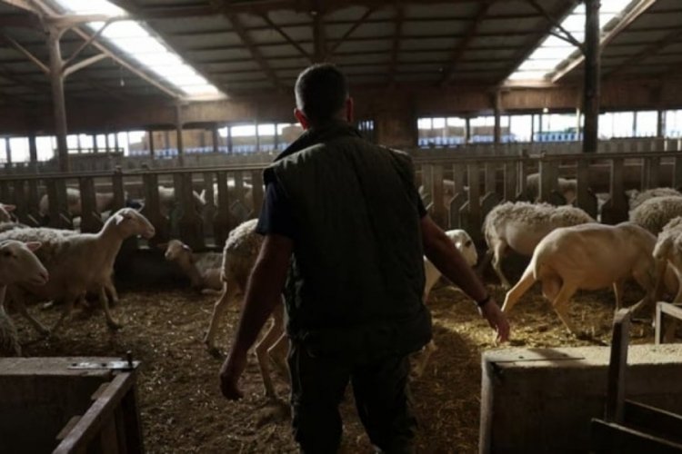 Yunanistan'da yeni salgın! Çiftçiler perişan, sürüler itlaf ediliyor