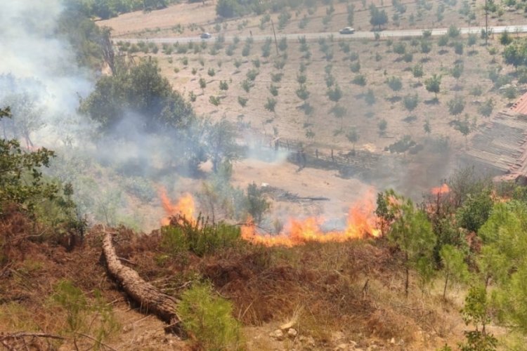 Balıkesir Sındırgı'da orman yangını! Alevlere müdahale sürüyor