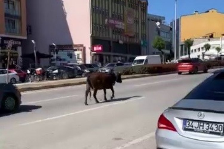 Yolun ortasında ineğin işi ne?