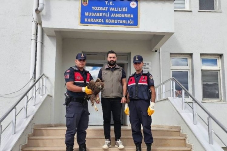 Yaralı halde bulunan kartal koruma altına alındı