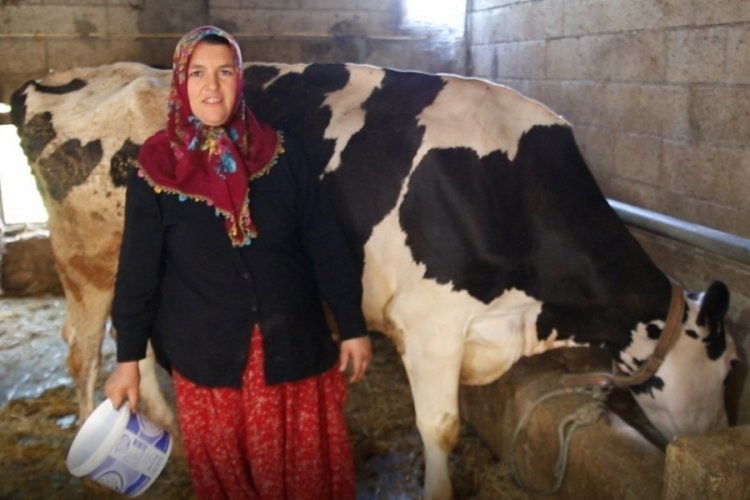 2 inekle başladı sıfır kilometre araç sahibi oldu