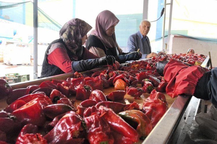 Bursa'da 1500 ton üretildi! Hollanda'ya gidecek...