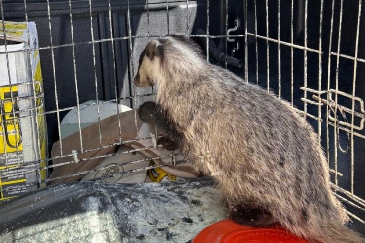 Strese girip psikolojisi bozulan porsuk, tedavi edildi 