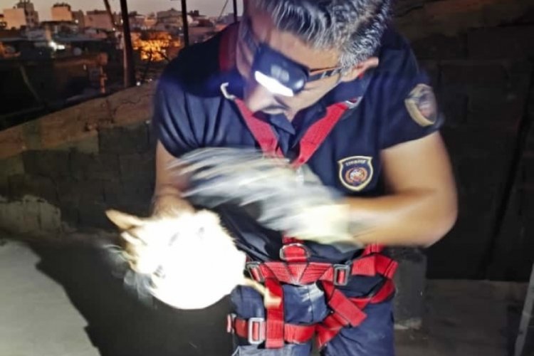 Hatay'da havalandırma boşluğuna düşen kedi kurtarıldı