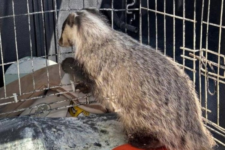 Strese girip psikolojisi bozulan porsuk, tedavi edildi