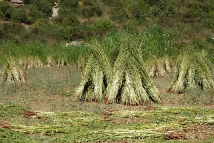 Ona "altın" da deniyor! Susamda hasat başladı, kilosu 140 lira