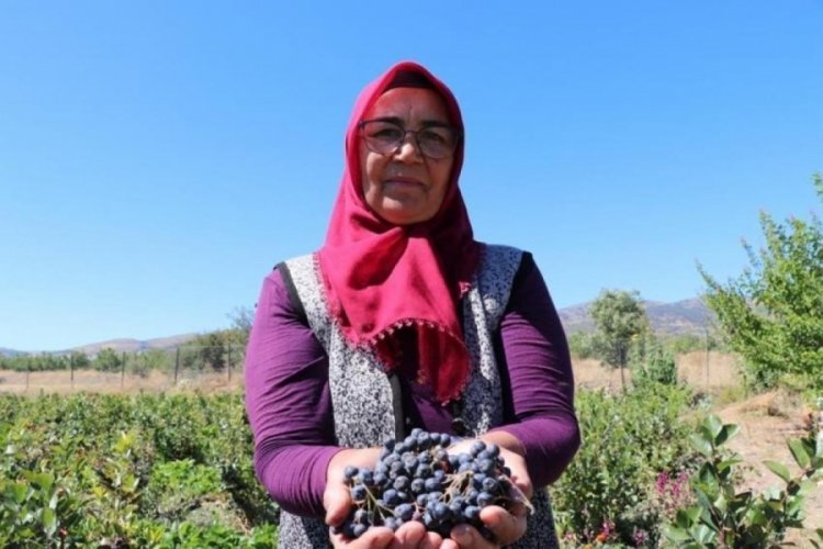 Hastalığına şifayı o meyvede buldu! Şimdi hastalara ücretsiz dağıtacak