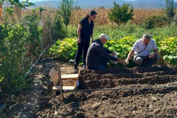 İlk kez resmi izinle tarlaya dikildi: Toplanması yasak!