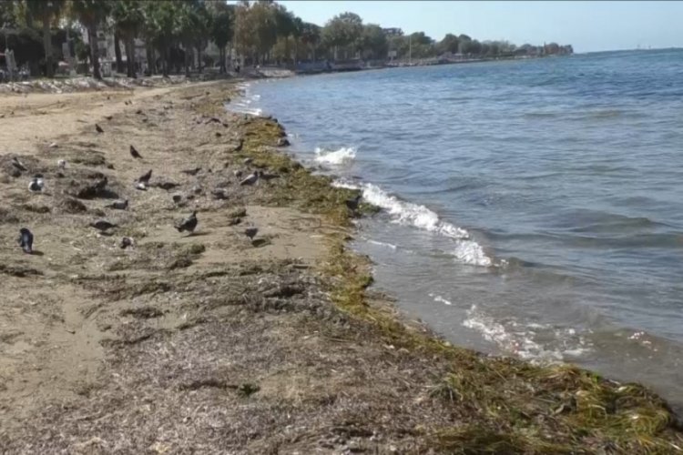 Marmara'da tedirgin eden görüntü! Vatandaşı deprem korkusu sardı...