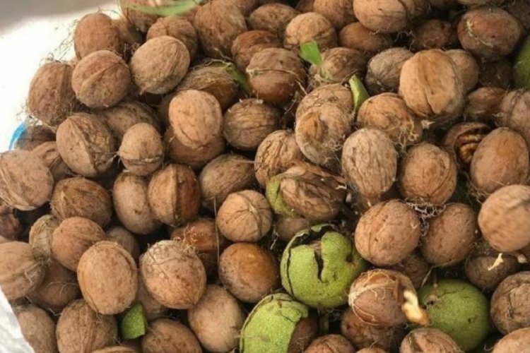 Erzincan'da hasat başladı! Kendi kendine yetişiyor! Kilosu 200 liradan satılıyor