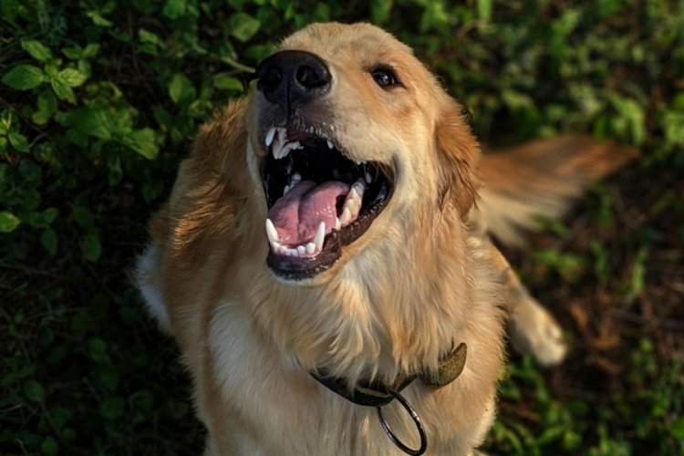 Yeni uygulama! Turist köpeklere günlük vergi