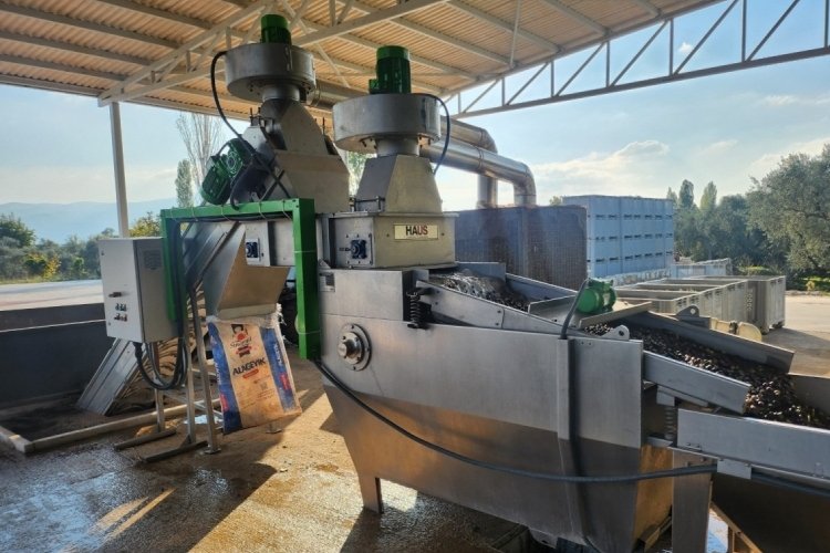 Bursa'da rekolte düşüyor! Zeytinyağı piyasası alarmda