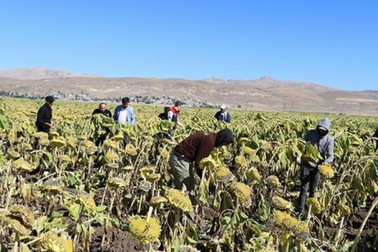 Ağrı'da ayçiçeği bereketi! Hasat başladı: Üreticinin yüzü gülüyor