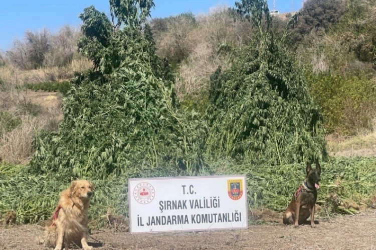 1 buçuk milyar TL'lik uyuşturucu operasyonu! 5 kişi gözaltında...