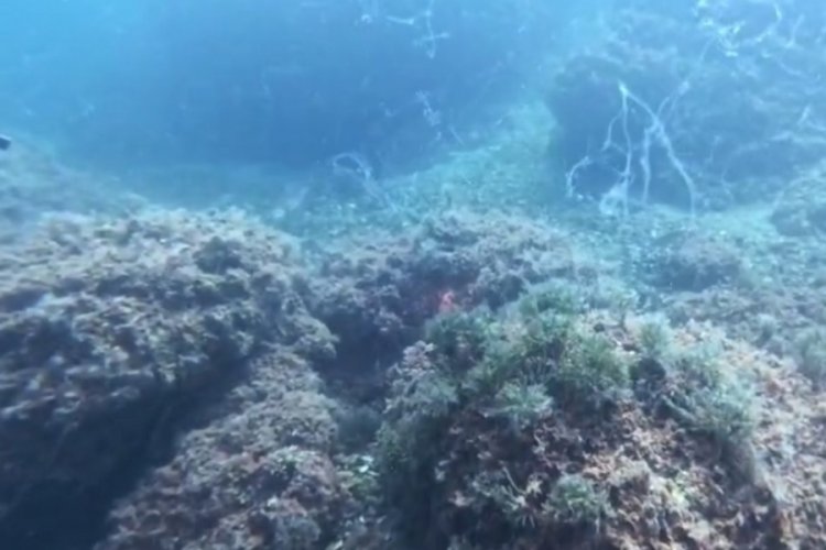 Marmara Denizi'nde yeni müsilaj alarmı! "Lütfen harekete geçin"