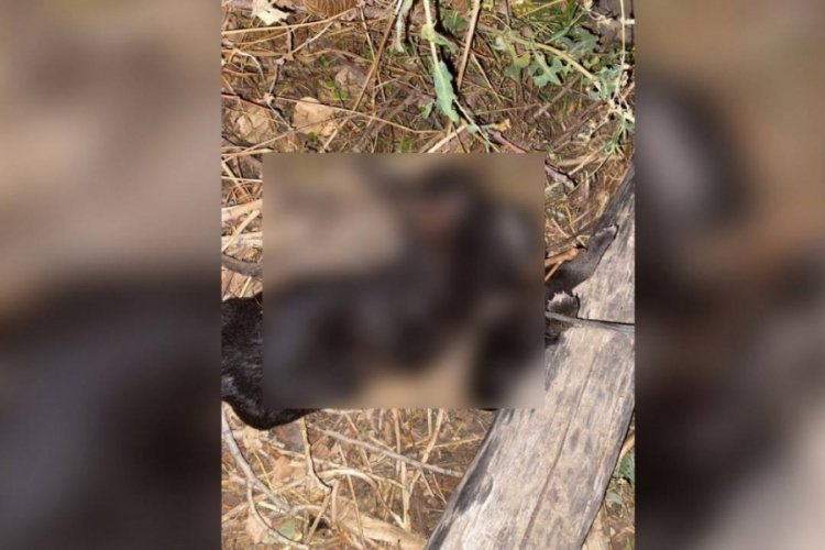 Vahşet görüntüleri! 3 yavru köpek iple bağlanarak boğulmuş halde bulundu...
