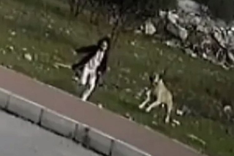 Başıboş sokak köpeklerinden kaçarken can veren küçük kızın mezarına mama bırakıldı