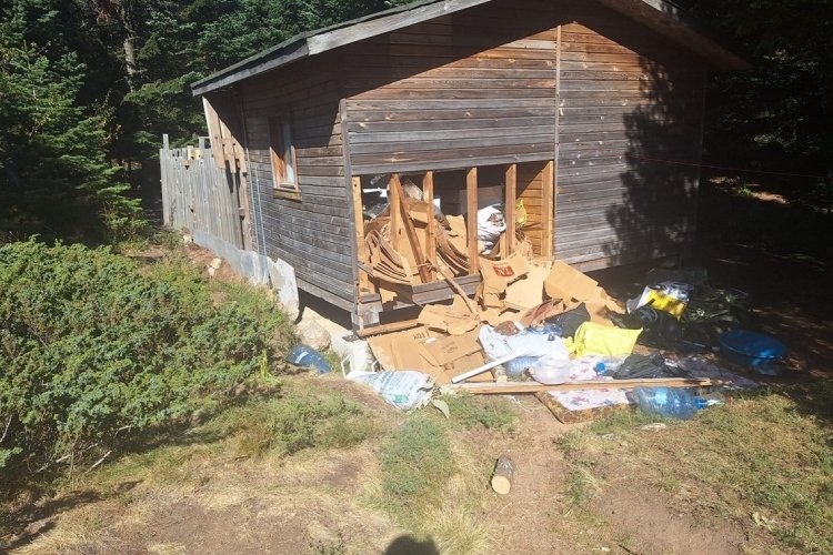 Bursa'da barakaya giren ayı ortalığı yerle bir etti