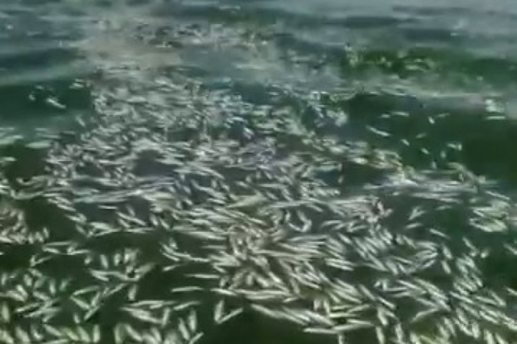 Kahramanmaraş'ta balık ölümleri