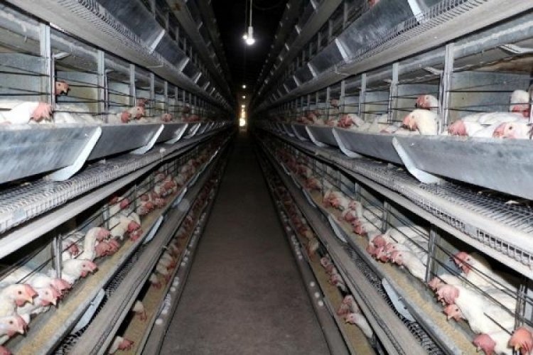 Beyaz et sektöründe ihlaller de, cezalar da, şirketler de aynı!