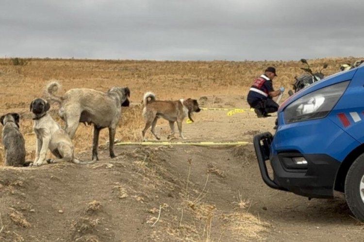 Edirne'de k&ouml;peği &ouml;ld&uuml;r&uuml;len sahibinin yanından ayrılmadı