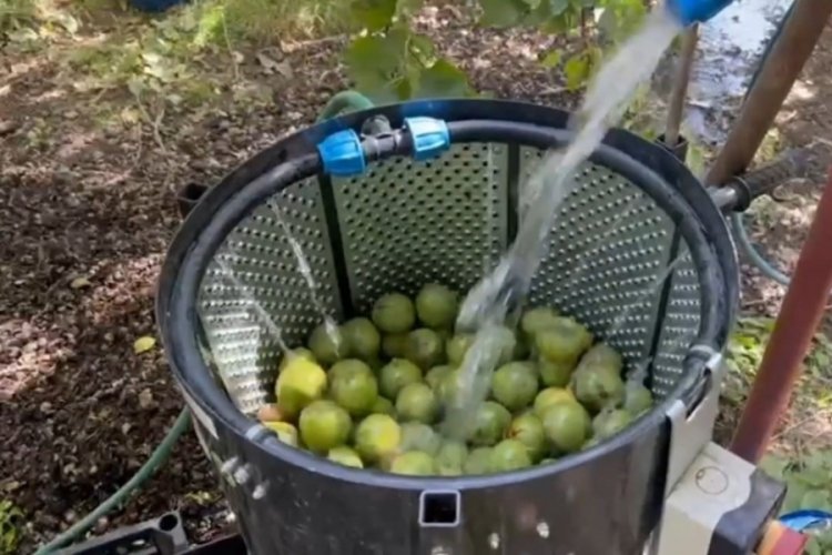 Dünyaca ünlü tescilli Adilcevaz cevizi hasadı başladı