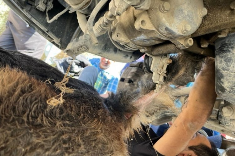 Minibüsün altında sıkışıp mahsur kalan köpeği itfaiye kurtardı 