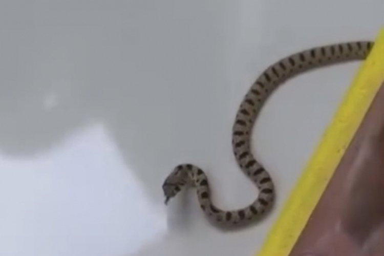 Apartmanın 8'inci katında yılan paniği