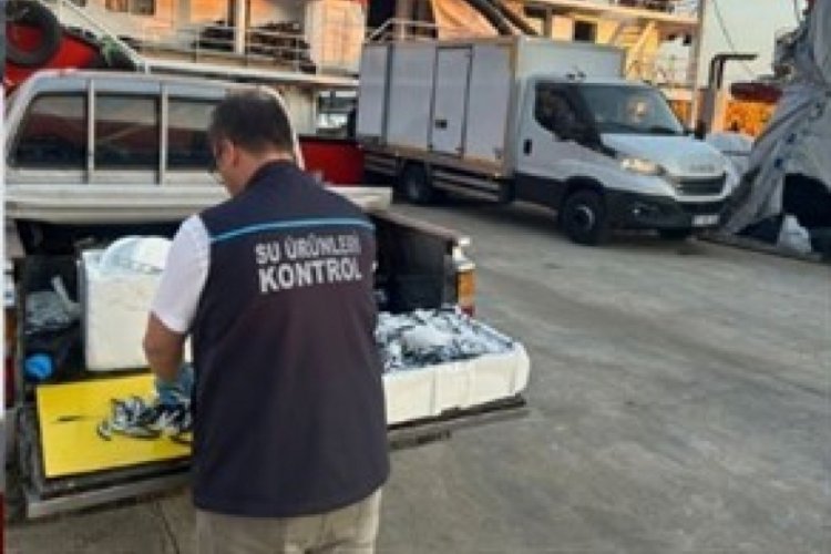Trabzon'da usulsüz hamsi çıkışına 37 bin TL ceza 
