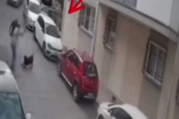Köpeğe kemerli şiddet! O anlar kamerada...